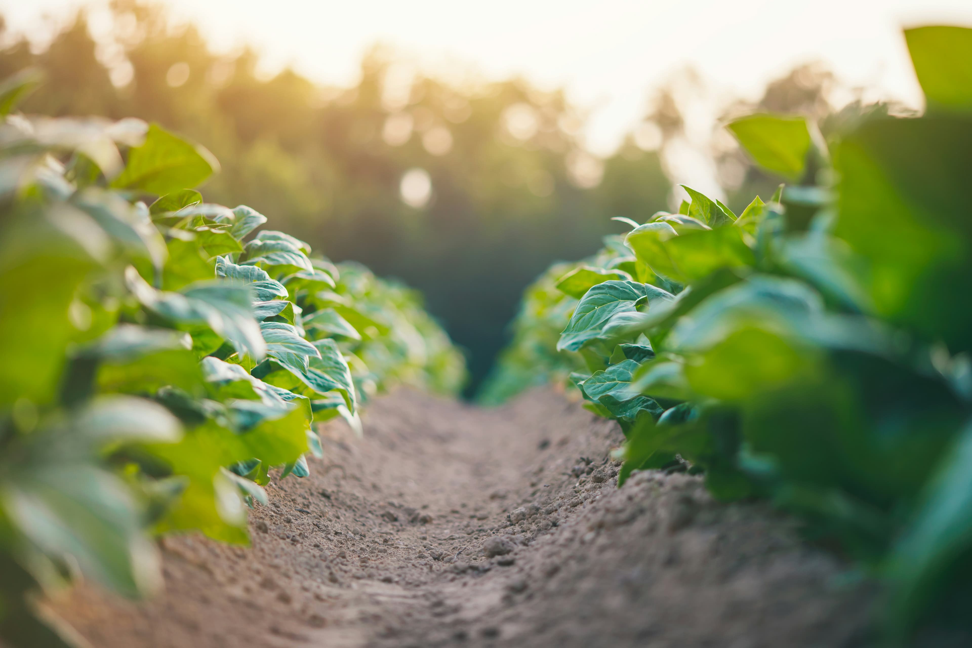 Tobacco farm
